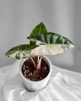 Alocasia Pink Dragon Albo Variegata