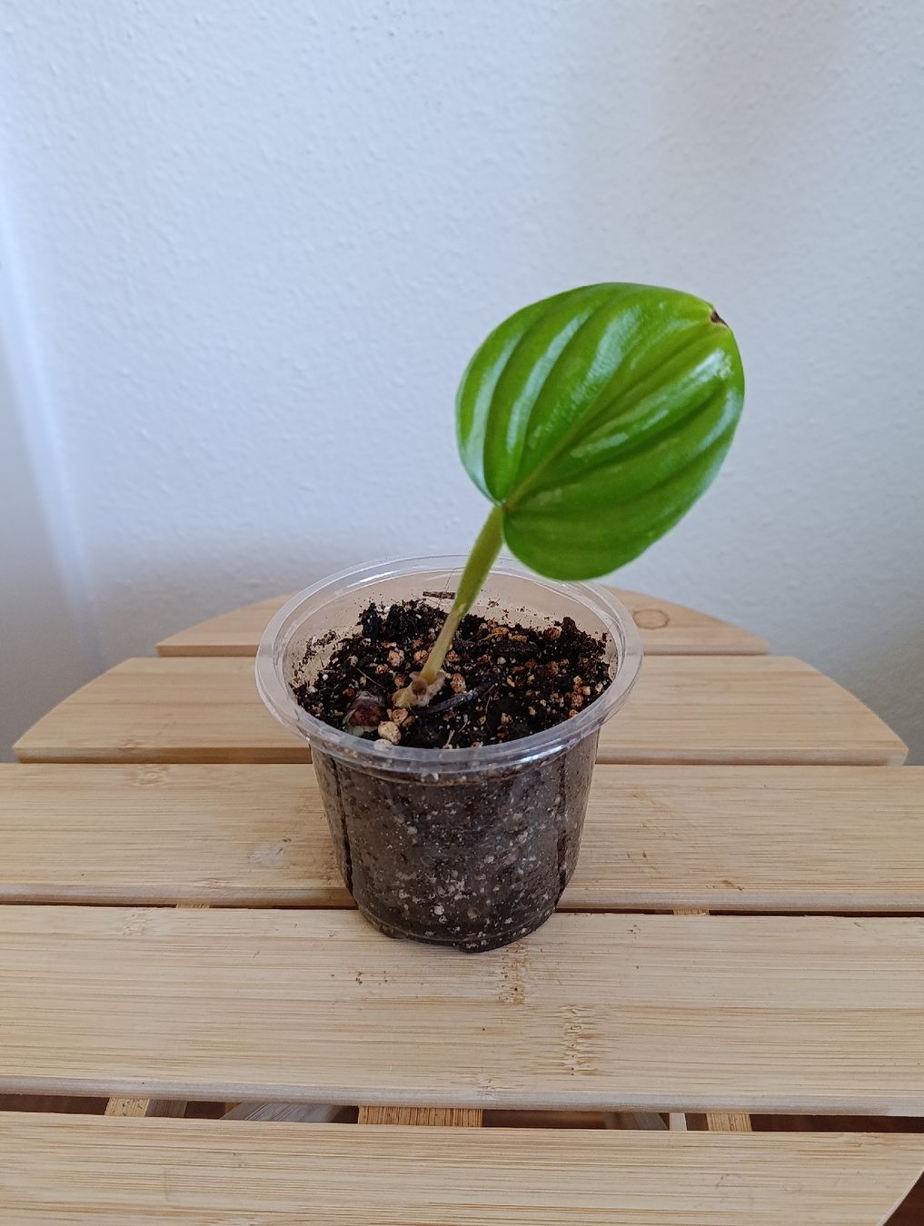 Piante & sementi: Philodendron Plowmanii Babypflanze  – Nuovo (secondo la descrizione) da Baar venduto da L.isa28 1