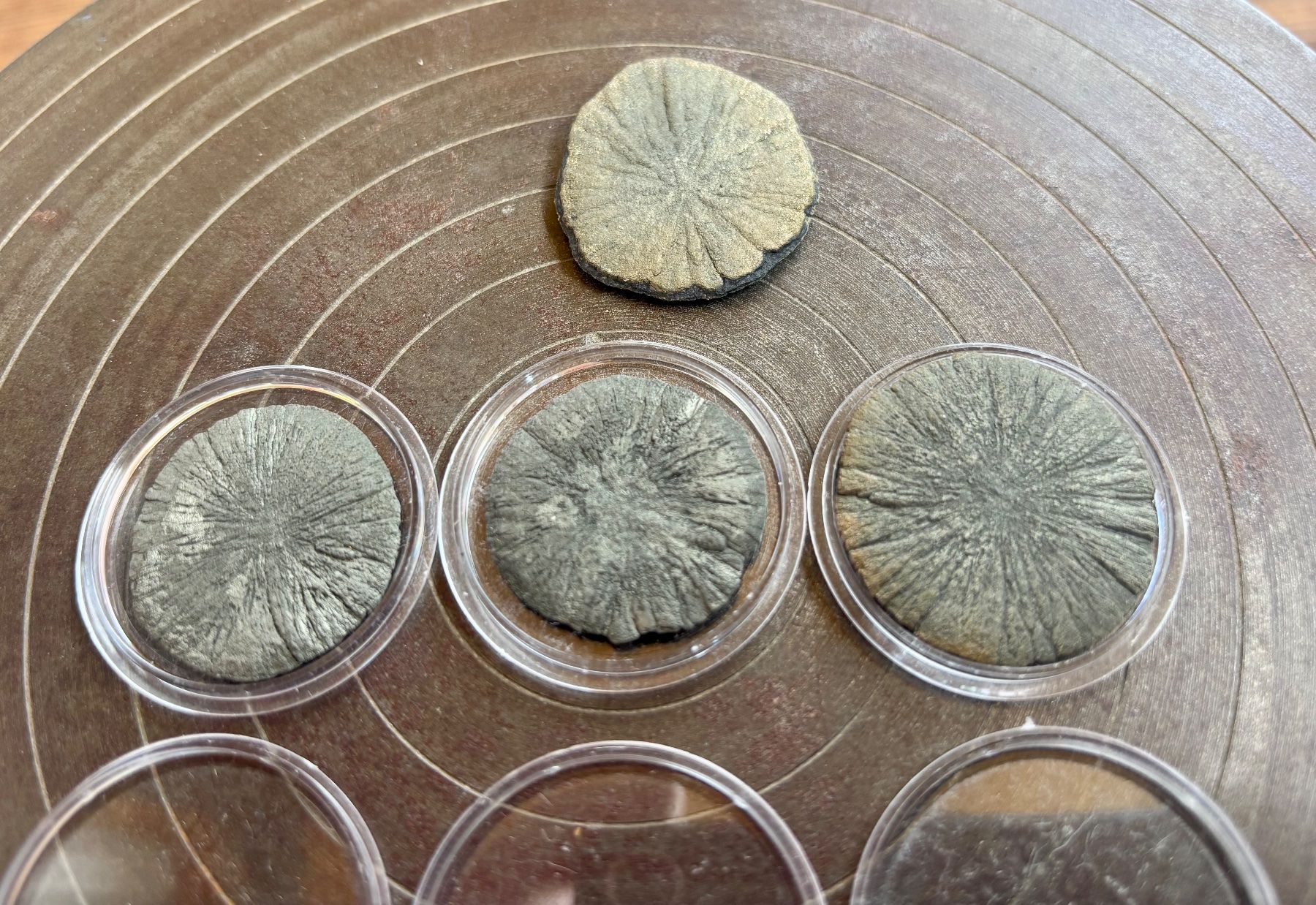 Fossilien: Fossilien Pyritsonnen 4 Stück – Gebraucht aus Lüchingen von Eeizo 1