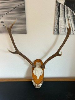 Altre raccolte & rarità: Geweih eines Rothirsches mit Unterkiefer montiert – Usato da St. Gallen venduto da alv_nm8x