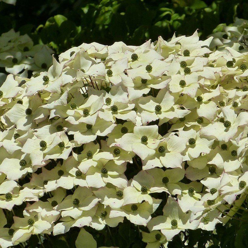 Pflanzen & Samen: Cornus Kousa 15-20cm  2X – Neu (gemäss Beschreibung) aus Bremblens von FIBONACCI369 3