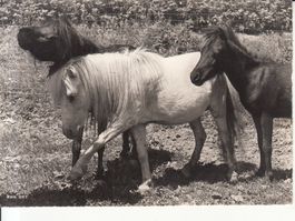 Zürich Zoo Shettlandpony ca. 1960