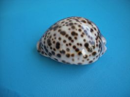 Grosse  "Cauri-Muschel" etwa 10 cm Südchinesische Meer
