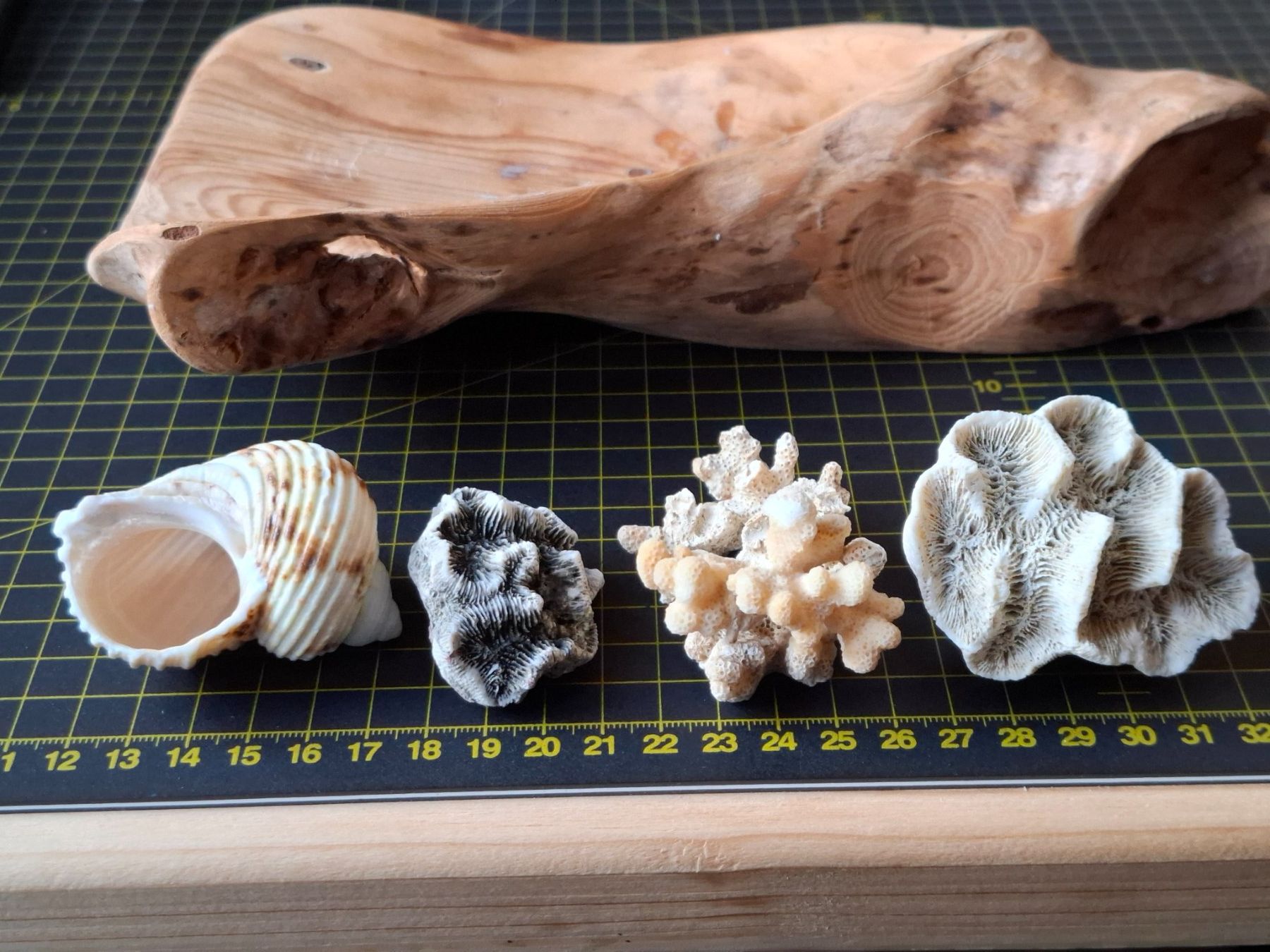 Fossili: Konvolut Meereswesen – Usato da Zwieselberg venduto da Halifaxmendusli 3
