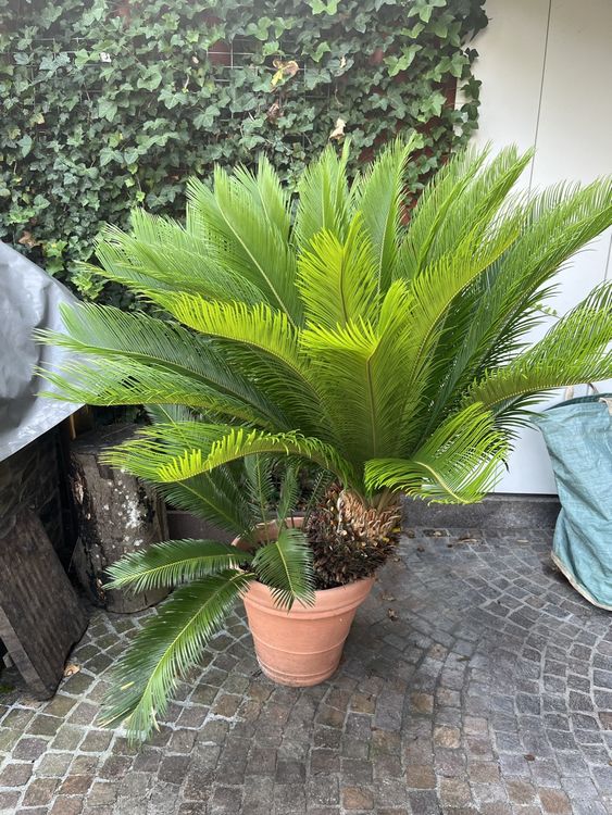 Cycas Revoluta Winterharte