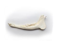 Rehkiefer  15 cm lang mit 4 Backenzähnen und 4 Schneidezähne