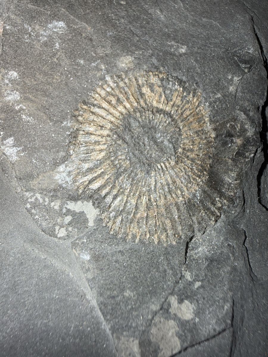Fossili: Versteinerung pyritisirter Ammonit – Usato da Grenchen venduto da Bastet007 5