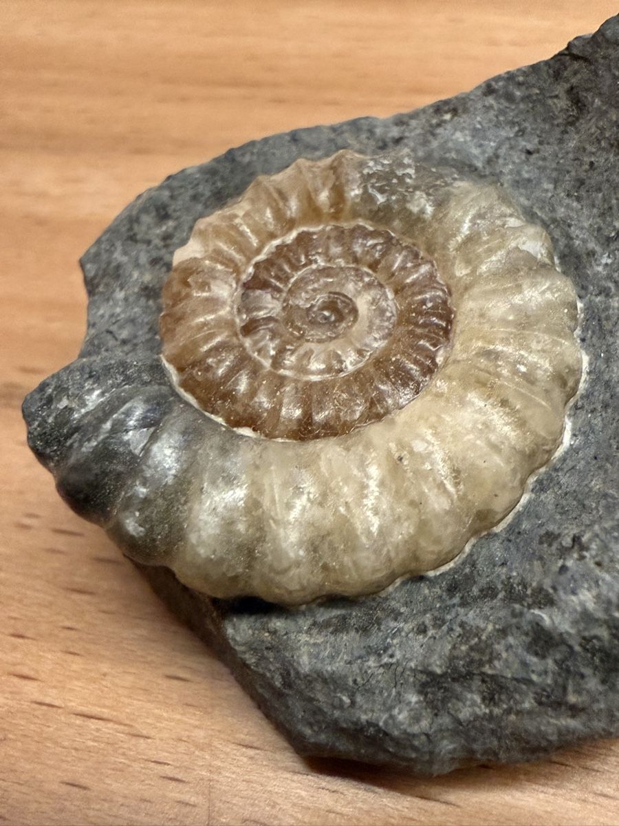 Fossilien: Ammonit – Gebraucht aus Grenchen von Bastet007 8