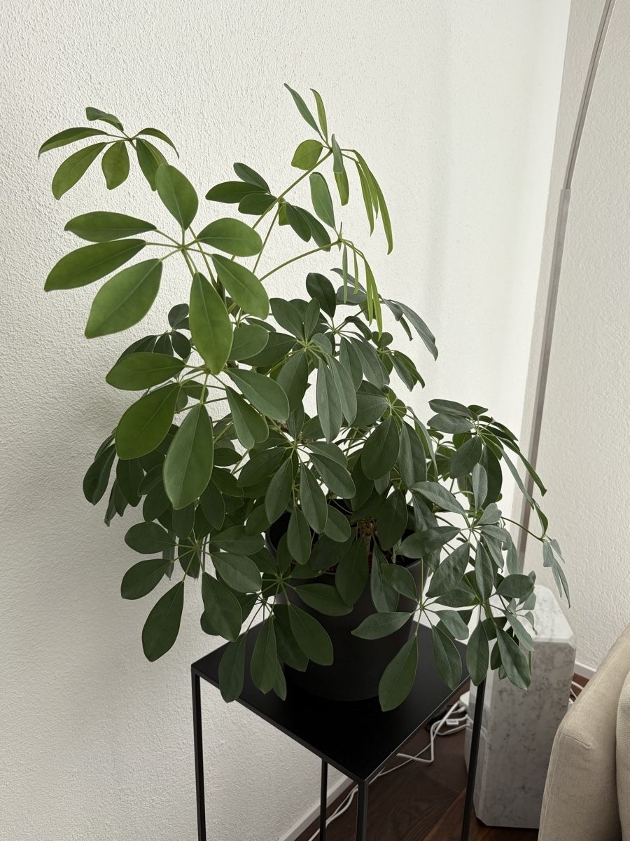Plantes & graines: Pflanze Strahlenaralie – D'occasion à Oberwil-Lieli par dan-1987 1