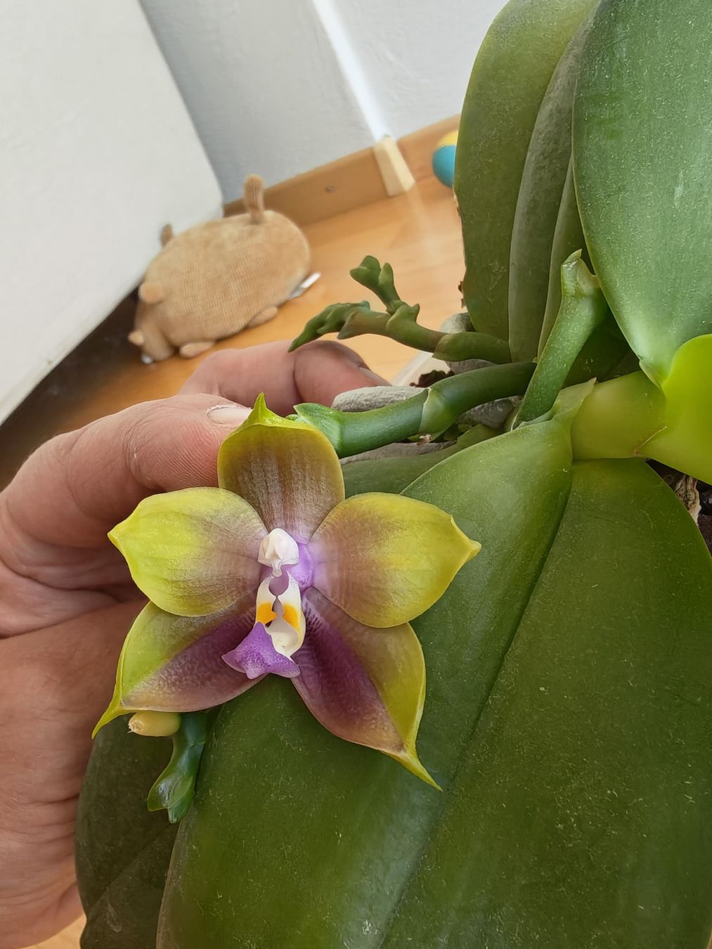 Plantes & graines: Phalaenopsis Mutuo Princesse Blue – D'occasion à Chamoson par Yuriyaa 1