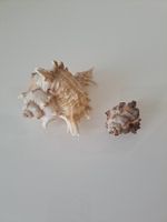 Zwei sehr schöne Muscheln