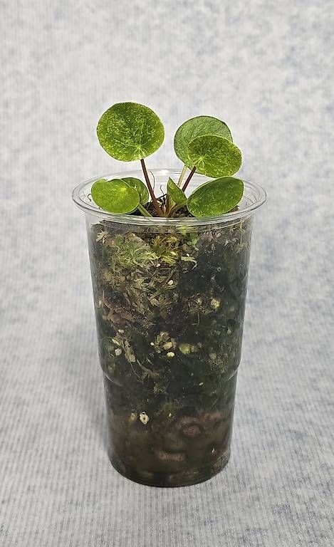 Pflanzen & Samen: Wunderschöne Pilea Peperomioides Mojito – Gebraucht aus Arbon von Elena....