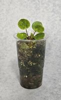 Wunderschöne Pilea Peperomioides Mojito