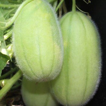 Plantes & graines: MELONENGURKE Carosello Barese / 2 Samen – Neuf (Voir description) à Hinteregg par ERFOLG78 2