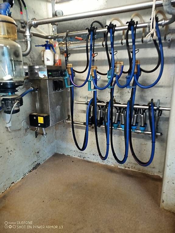 Tutte le macchine: Melkstand Melkanlage Milchtank  – Usato da Mosnang venduto da christian2291 1