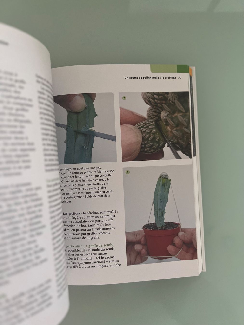 Libri: Guide Delachaux Cactus – Usato da Renens VD venduto da ale_q6bz 5