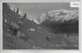 Griesalp - Gorneren, Alpweide mit Kühen