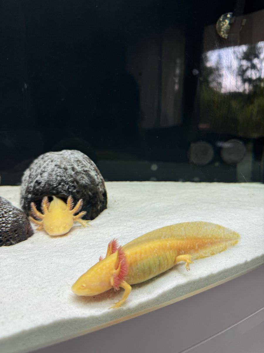 Aquarium: Juwel Vision 360l + 2 Axolotl – D'occasion à Anières par jps_kf85 1