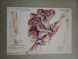 AK Kunst Tiere Color Fritz Hug Koala
