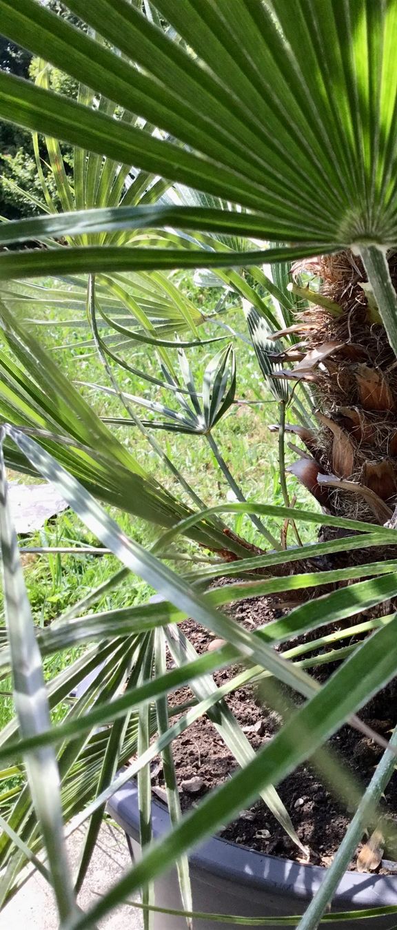 Piante & sementi: Original Sizilien Zwerg-Palme – Nuovo (secondo la descrizione) da Eggersriet venduto da Wiese61 4
