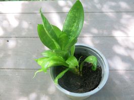 Sansevieria, ca. 8 cm hoch, Zimmerpflanze