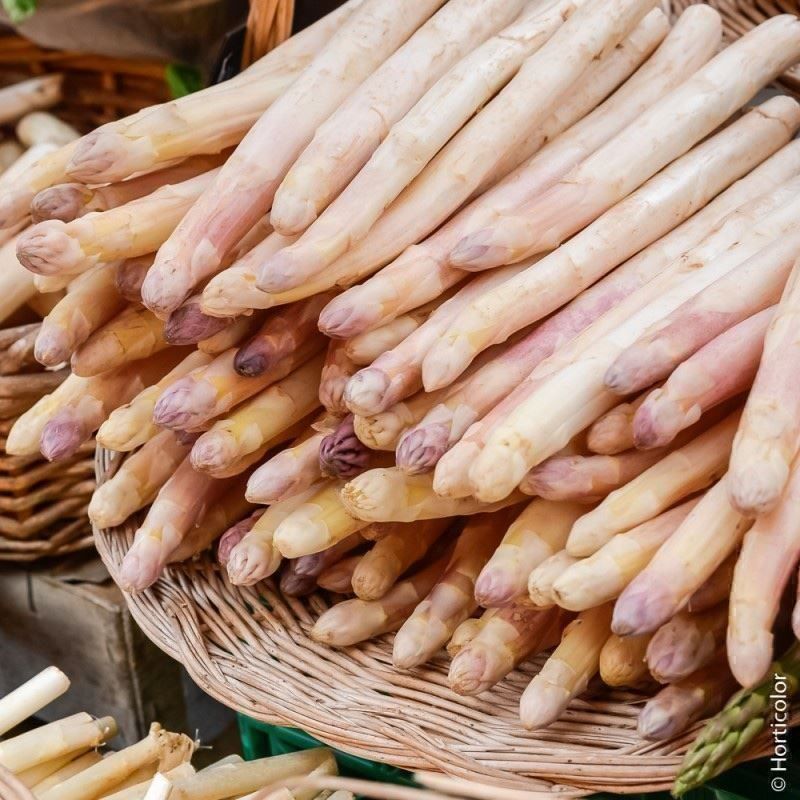 Piante & sementi: 50 Samen Spargel PRECCOCE D'ARGENTEUIL – Nuovo (secondo la descrizione) da Ehrendingen venduto da VerveinaSamen 3