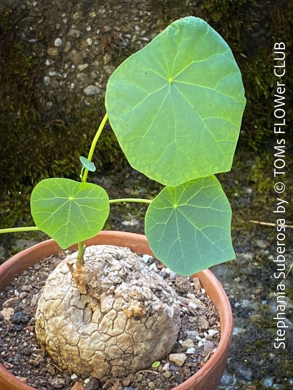 Piante & sementi: Stephania Suberosa - eine einzigartige Caudex-Pflanze – Nuovo e nell'imballaggio originale da Adliswil venduto da TAKEYOURPLANT 4