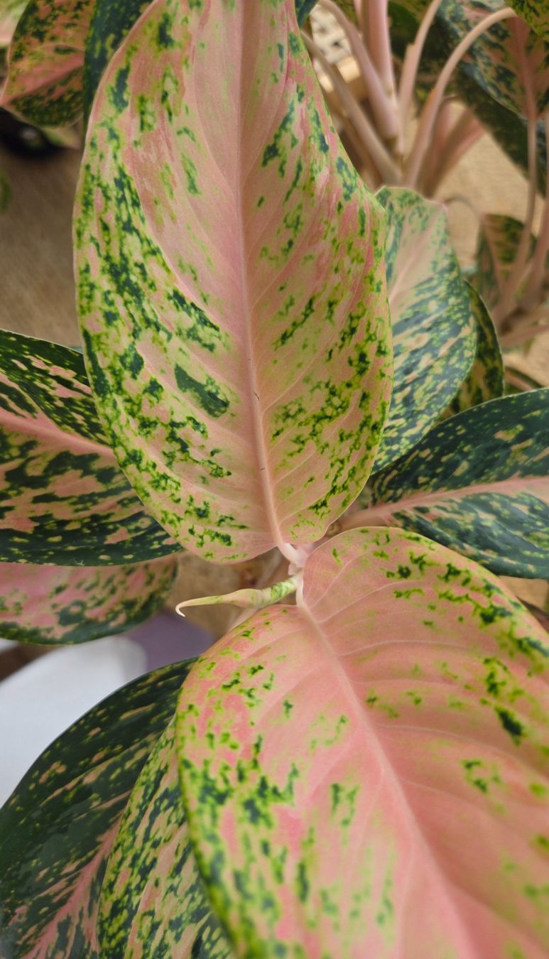 Pflanzen & Samen: Aglaonema (ca. 53cm) – Gebraucht aus Zürich von wile_coyote 5