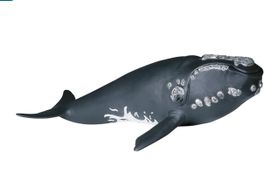 Schleich 17092 Atlantik Nordkaper