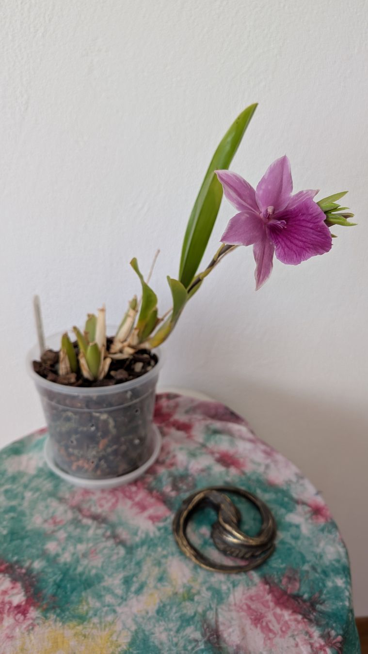 Pflanzen & Samen: Miltonia 'Splash' Orchidee – Gebraucht aus Untervaz von Lyraia