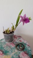 Miltonia 'Splash' Orchidee