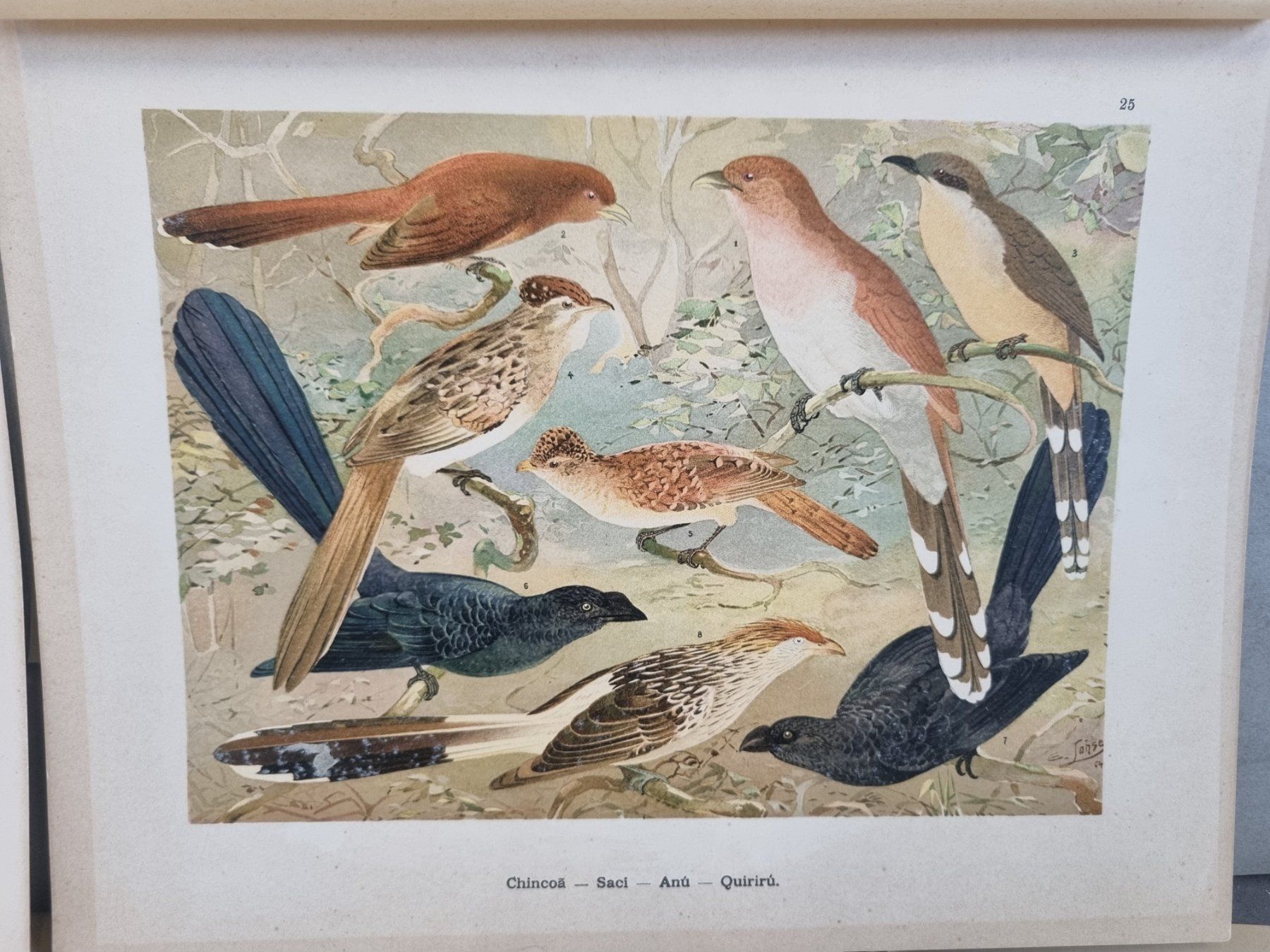 Libri: Vogelwelt des "Amazonas", Emil August Göldi, 3.Fasc.1906 – Usato da Lenzburg venduto da freedomky 4