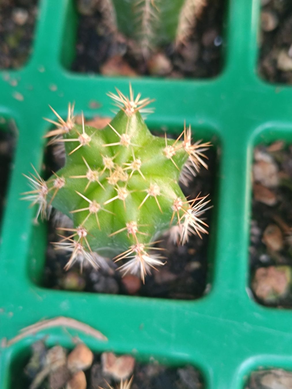 Piante & sementi: Trichocereus scopulicola x peruvianus – Usato da Pâquier-Montbarry venduto da chr_7dmj 1