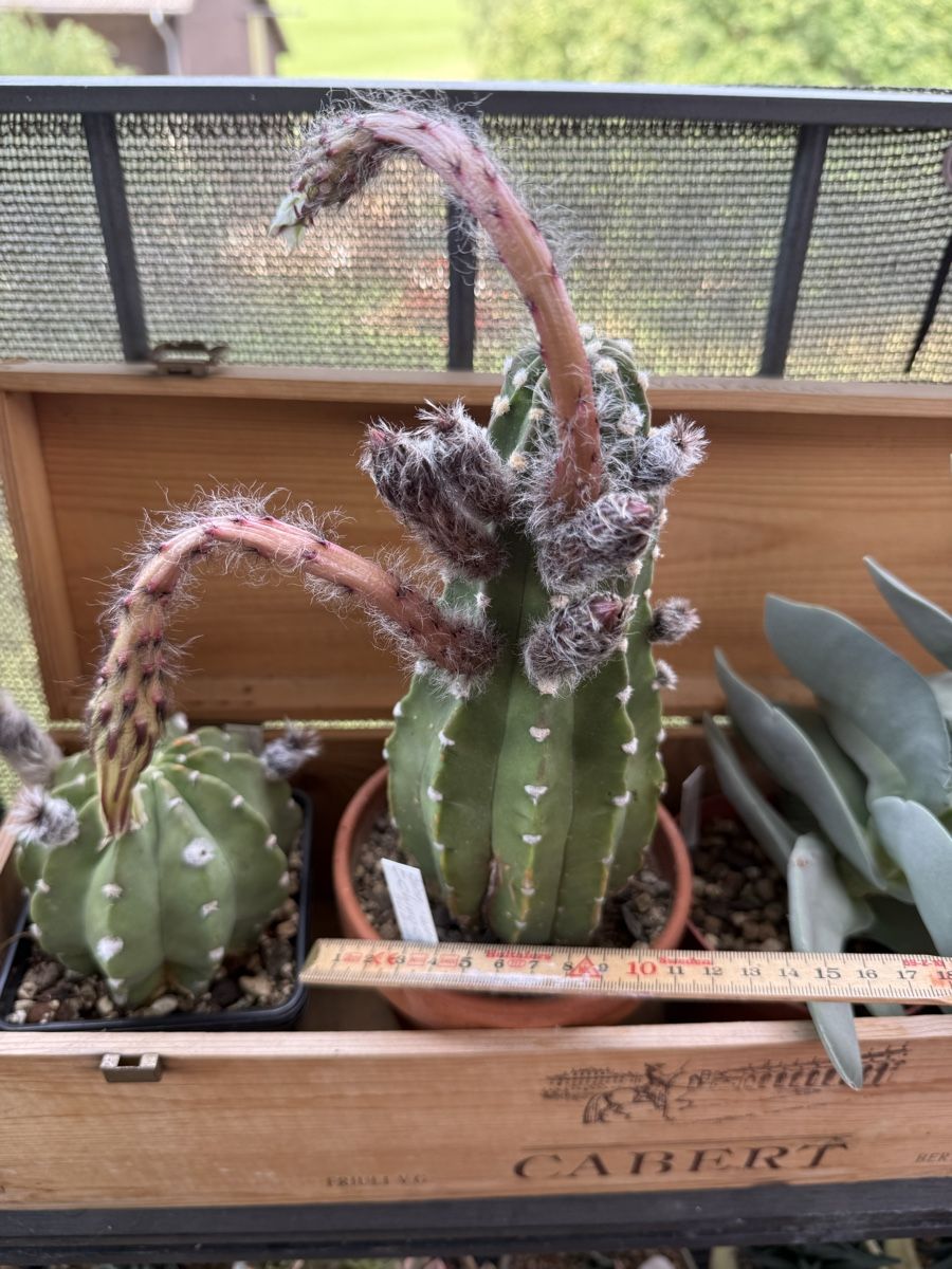 Piante & sementi: Echinopsis subdenudata – Usato da Rorbas venduto da SimS0n 1
