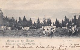 Landwirtschaft Gruss aus den Bergen Weide Kühe Lac de Joux