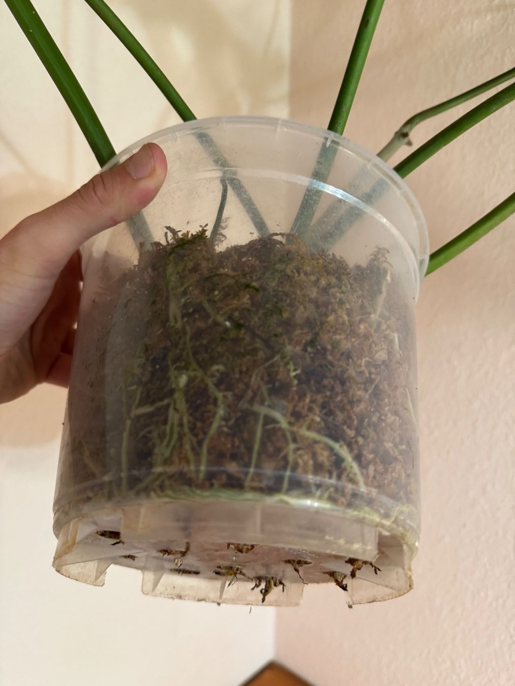 Pflanzen & Samen: XXL Philodendron Atabapoense Steckling – Gebraucht aus Männedorf von mrclst 6