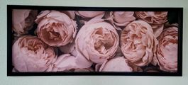 Gerahmtes Bild Pfingstrosen 140x56 cm