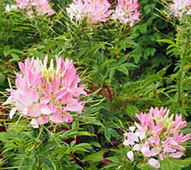 Pflanzen & Samen: 50 Samen Seltene Spinnenblume ROSE QUEEN – Neu und originalverpackt aus Rovio von POSITIFFARTandPLANTS 4