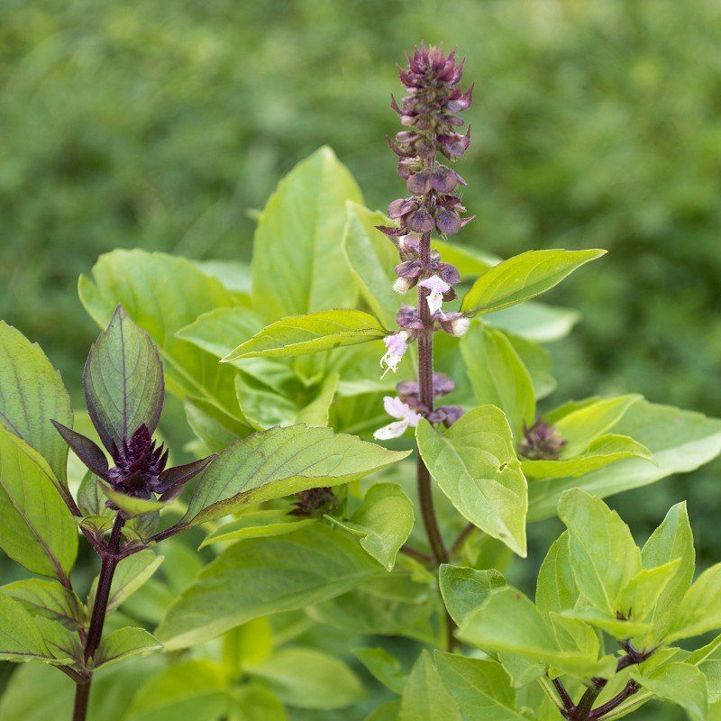 Pflanzen & Samen: Zimt BASILIKUM (Ocimum basilicum var. Cinnamomum) / 10 Samen – Neu (gemäss Beschreibung) aus Hinteregg von ERFOLG78 1