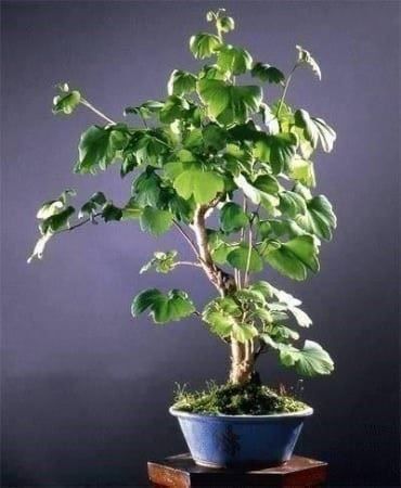 Piante & sementi: Ginkgo Biloba  20cm – Nuovo (secondo la descrizione) da Bremblens venduto da FIBONACCI369 1