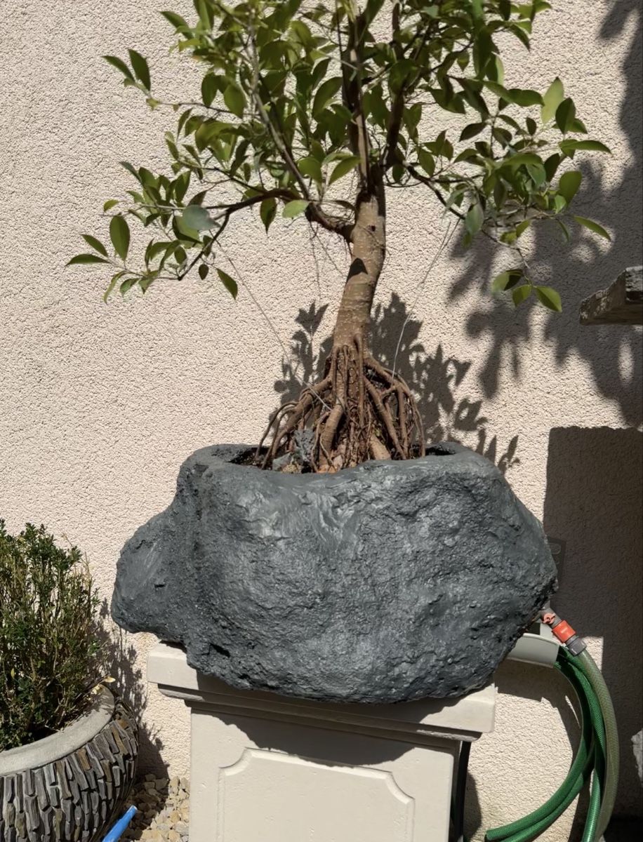 Piante & sementi: Ficus Bonsai im "Stein" 120cm – Usato da Rümlang venduto da Gruseh.ch 7