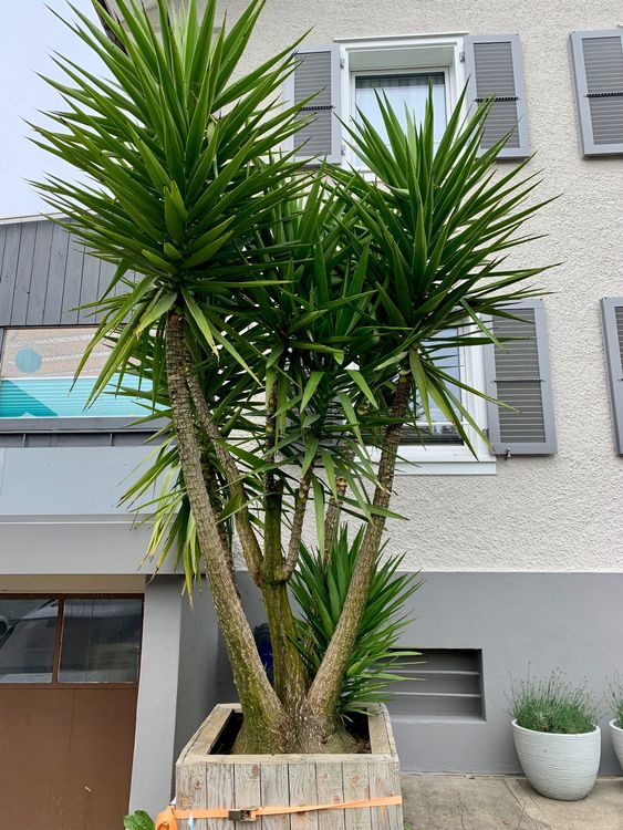 Verwunderlich Yucca Palme Kaufen Fotos