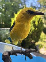Vogel Präparat namens Pirol