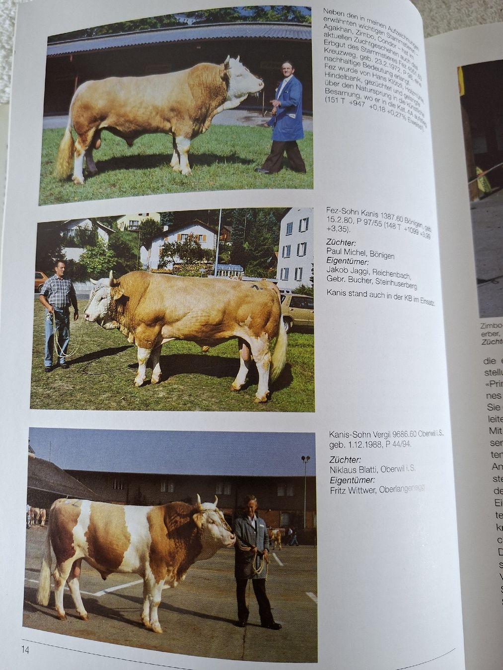 Cloches & sonnailles: Das Simmentaler Fleckvieh – D'occasion à Grindelwald par carro5 1