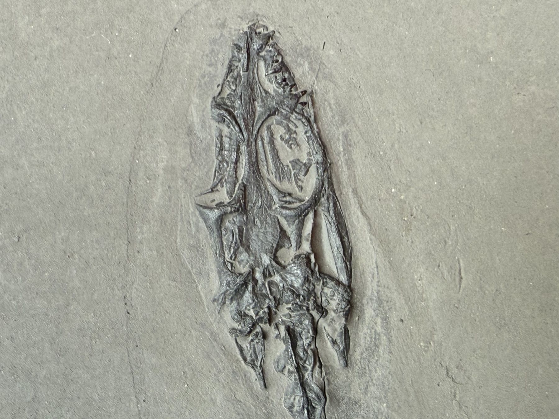 Fossilien: Top Keichousaurus Hui – Gebraucht aus schüpfen von rica122 1