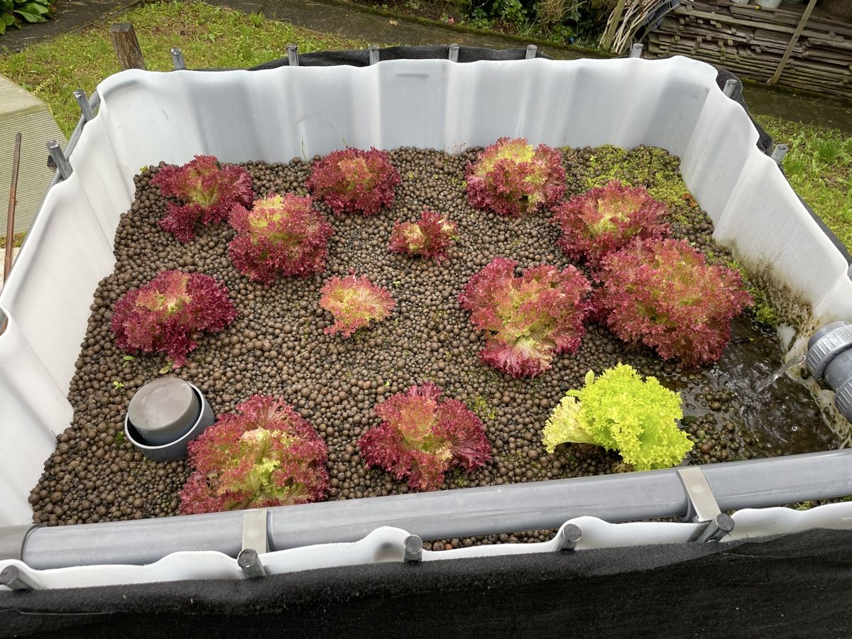 Altro: Aquaponic Anlage – Usato da Möriken AG venduto da Sammler06 2