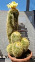 Blühfreudiger Kaktus in 20cm Topf, 40cm hoch