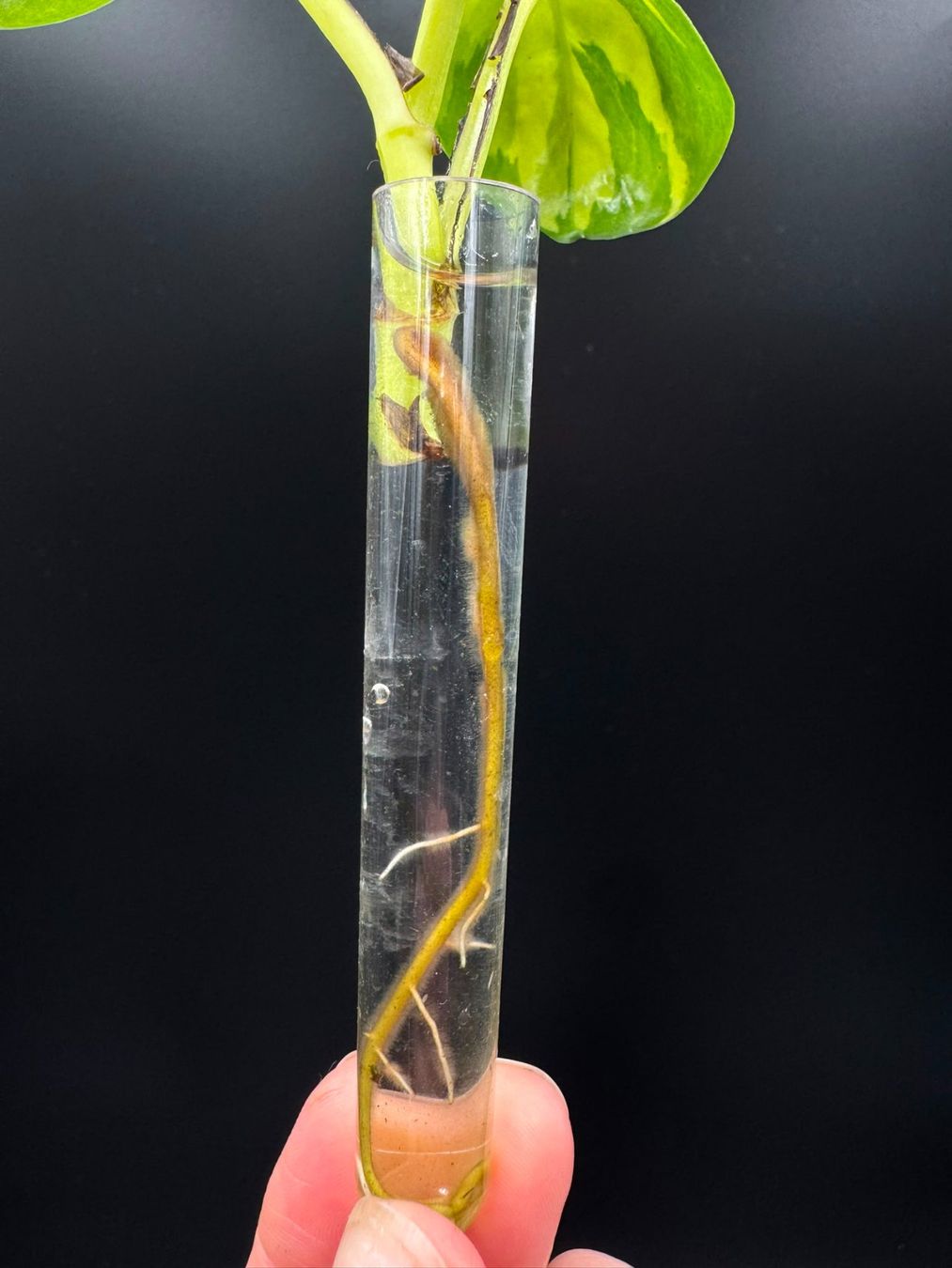 Piante & sementi: Epipremnum aureum 'Neon Joy' – Nuovo (secondo la descrizione) da Bühler venduto da googelibear 4