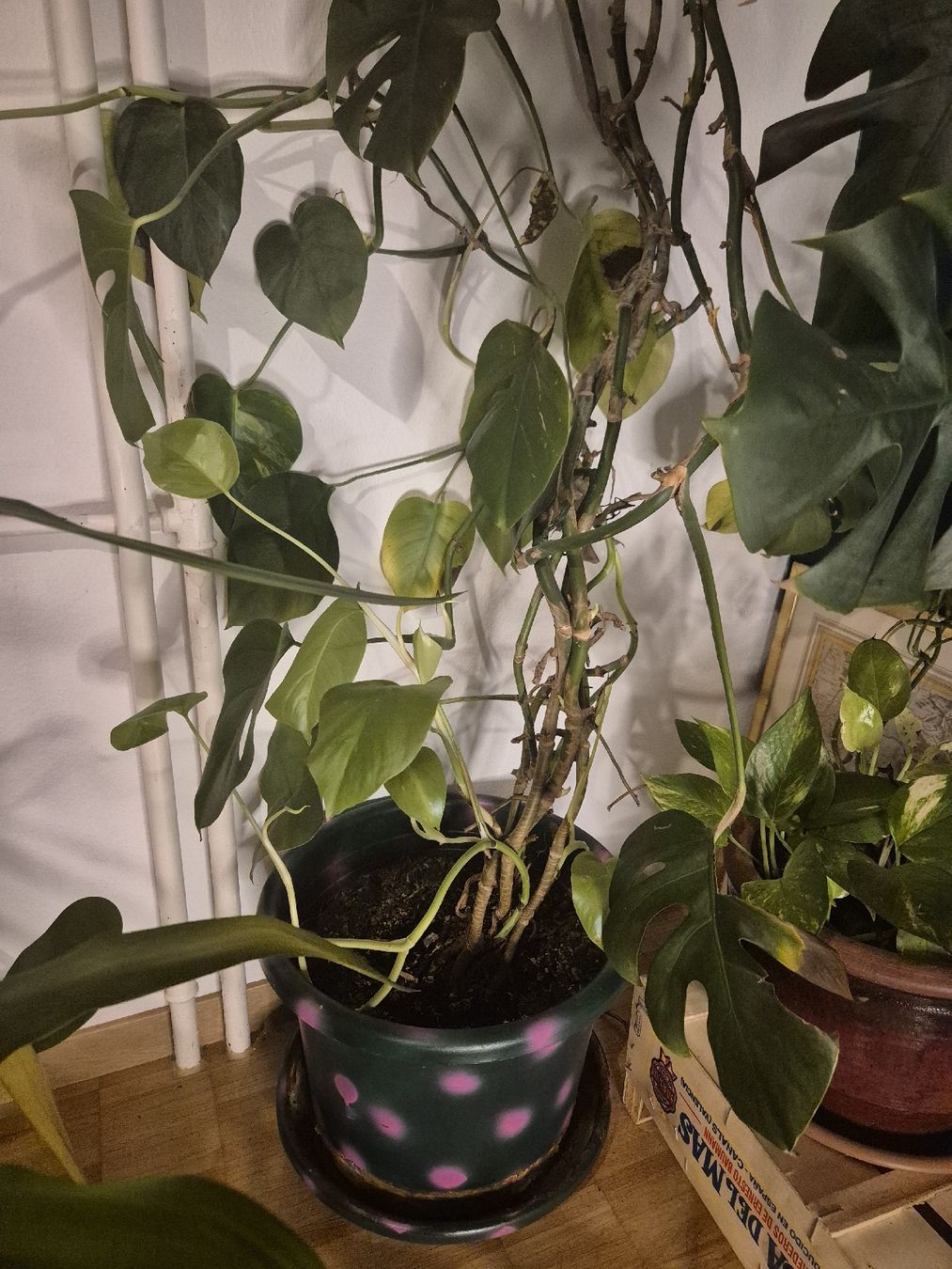 Piante & sementi: Schöne gesunde Monstera/Philodendron Pflanze – Usato da Zürich venduto da flo_7trs 2