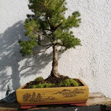 Profile image of Swiss-Bonsai